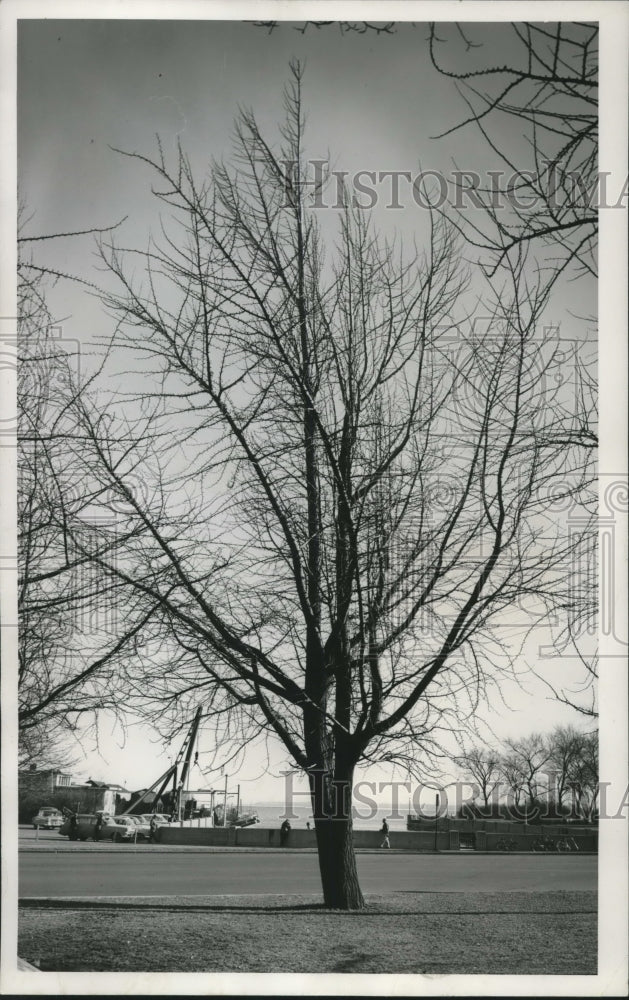 1957 Press Photo Ginko Tree - mjc10548- Historic Images