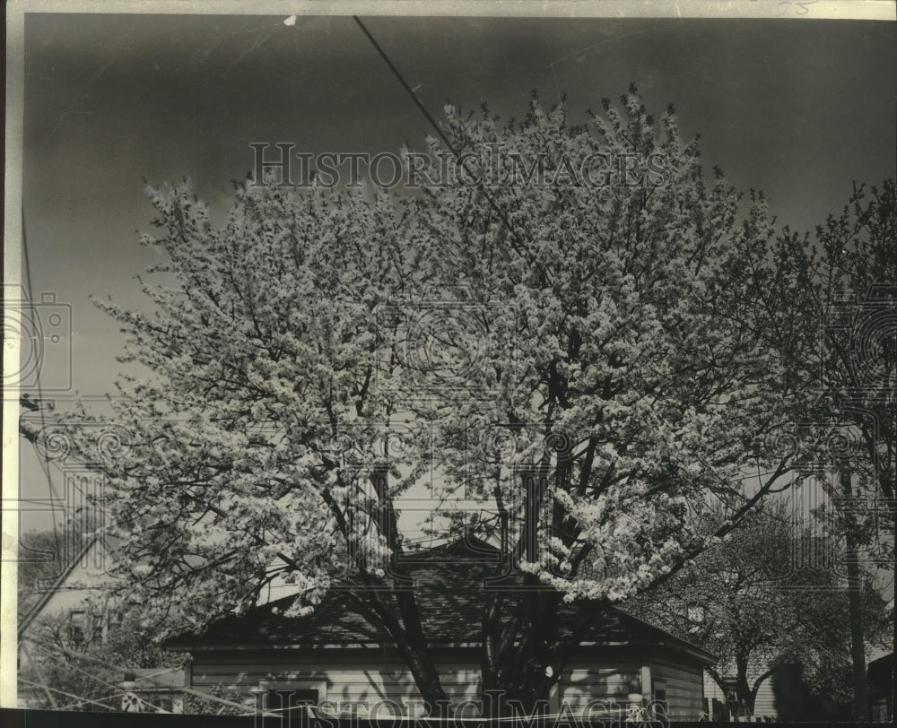 1944 Press Photo Trees - fruit - California - Cherry - mjx56317- Historic Images