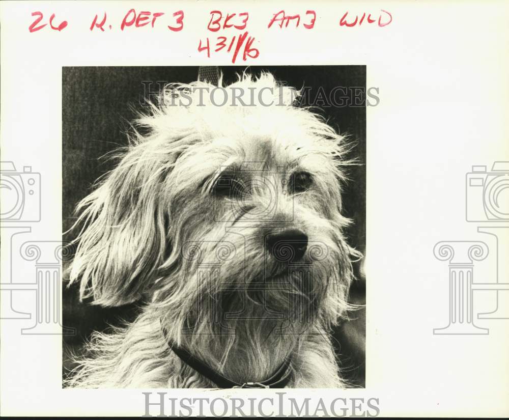 1986 Press Photo Mixed breed dog "Tiger" for adoption at Jefferson SPCA- Historic Images