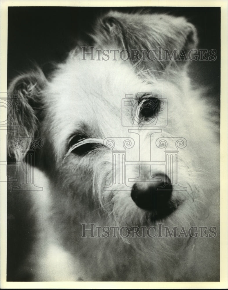 1981 Press Photo Buttercup, the dog star of the Broadway production of Annie.- Historic Images
