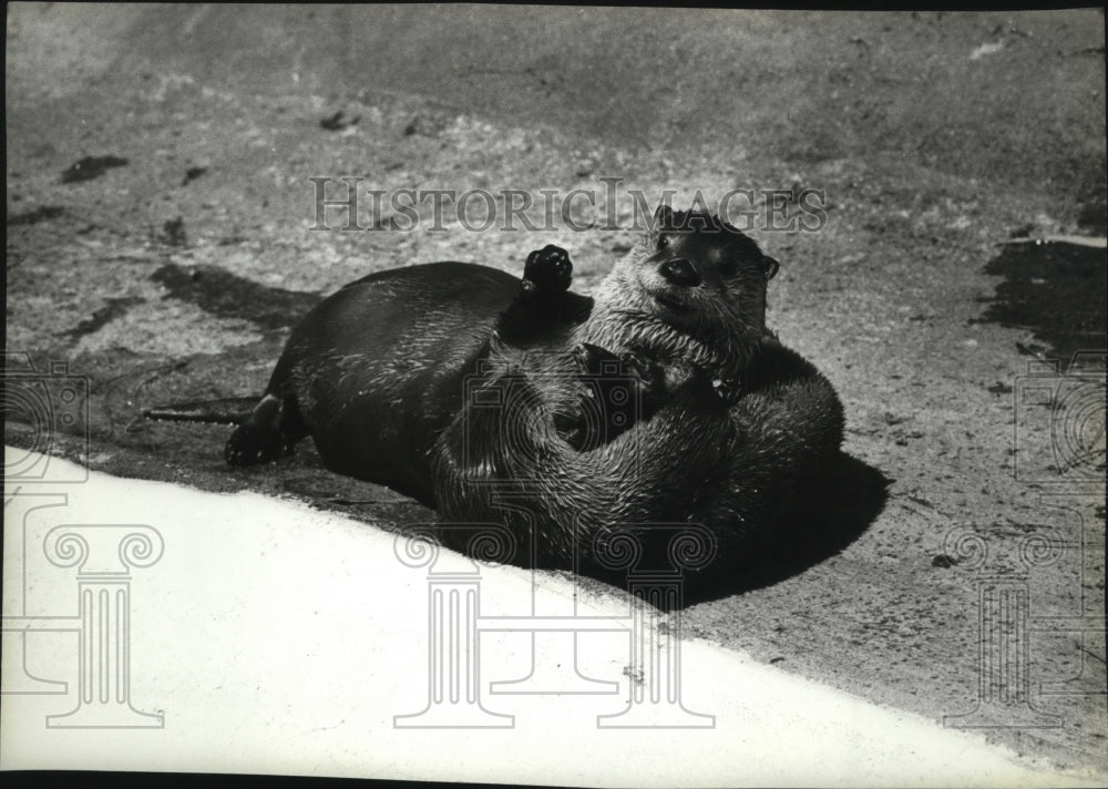 1984 Press Photo Animals Sea Otters - spa31619- Historic Images