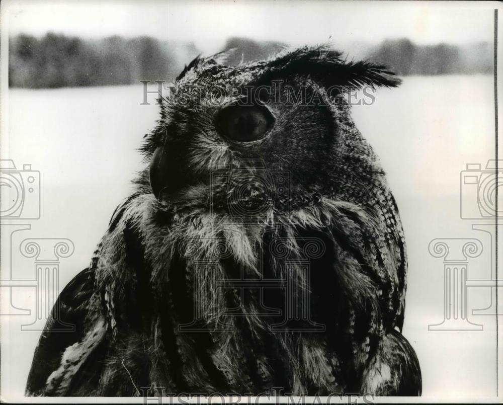 1970 Press Photo Oripaa, Finland- Rare Great Horned Owl in all its glory. - Historic Images