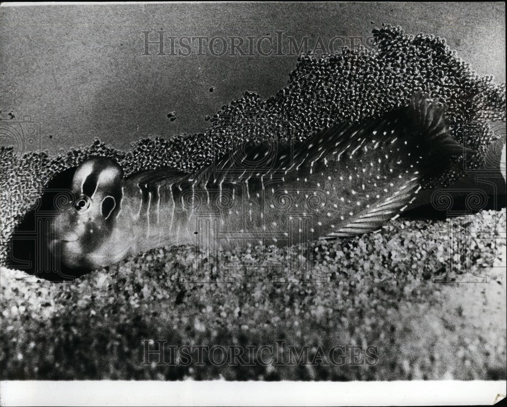 Press Photo Blennius Pavo 1st Ever Successful Breeding at Basle Zoo - KSB61857 - Historic Images
