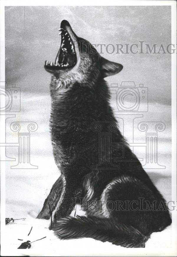 1982 Coyote sends mournful wail to heaven Historic Images 1982 Coyote sends mournful wail to heaven Historic Images