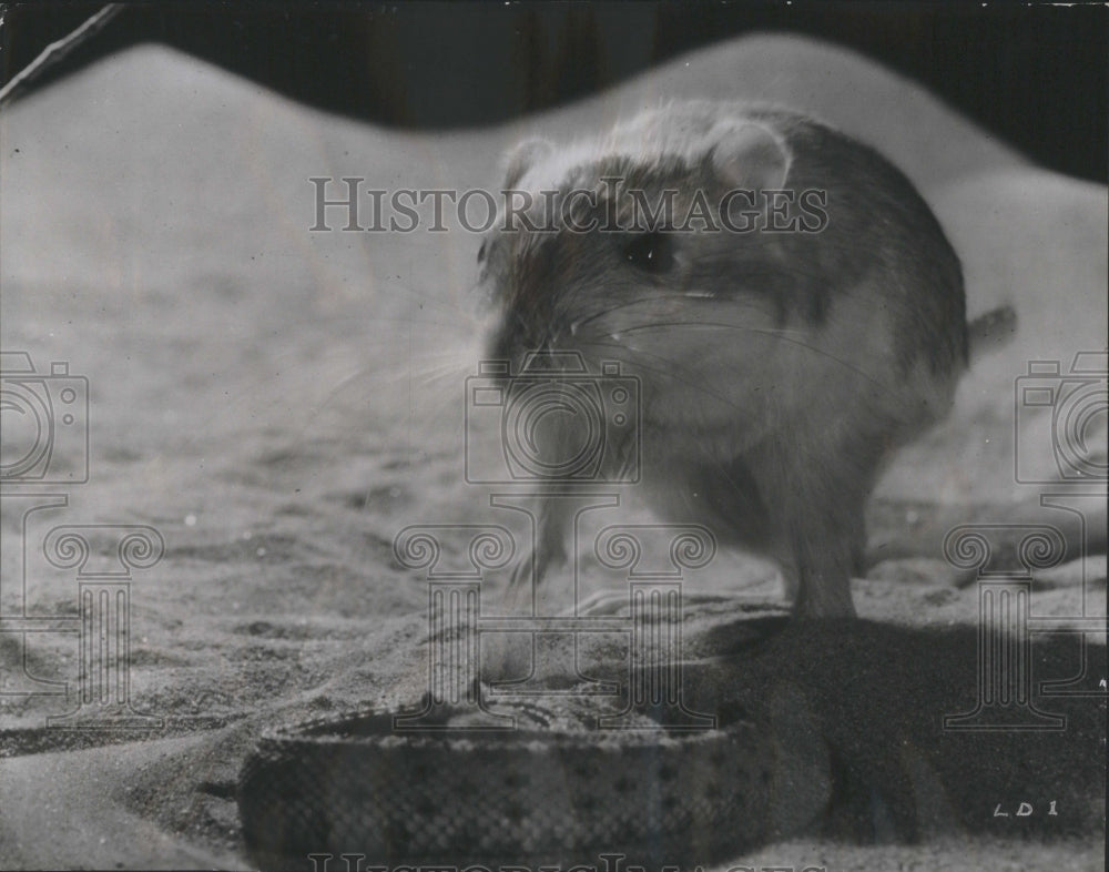 1954 Press Photo Animals Rat Guadalcanal Uromys Impera
