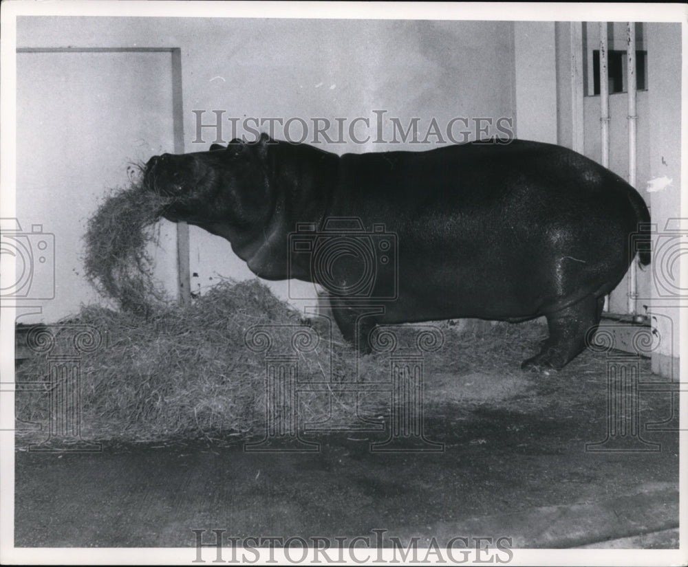 Hippo 1970 Press Photo Blackie the Hippo at Cleveland Zoo - cvb29796