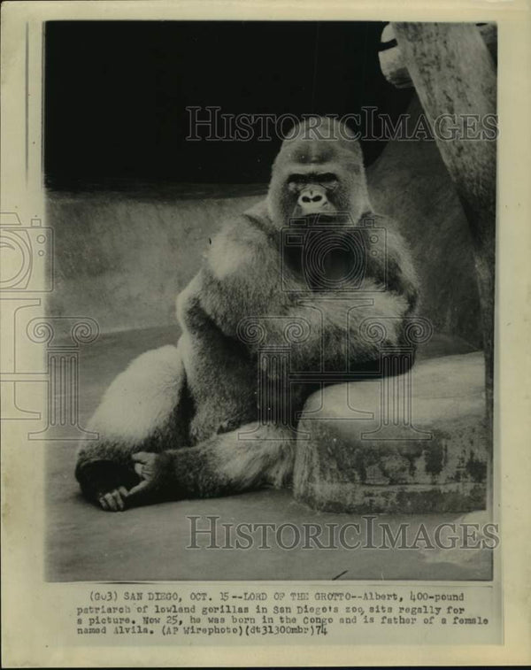 ゴリラページ 1974 San Diego Zoo's, Albert, 400 pound gorilla sits for
