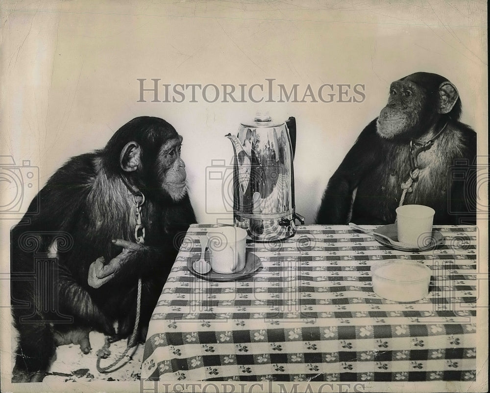 1950 Ringling Bros. Chimps Susy and Charly  - Historic Images