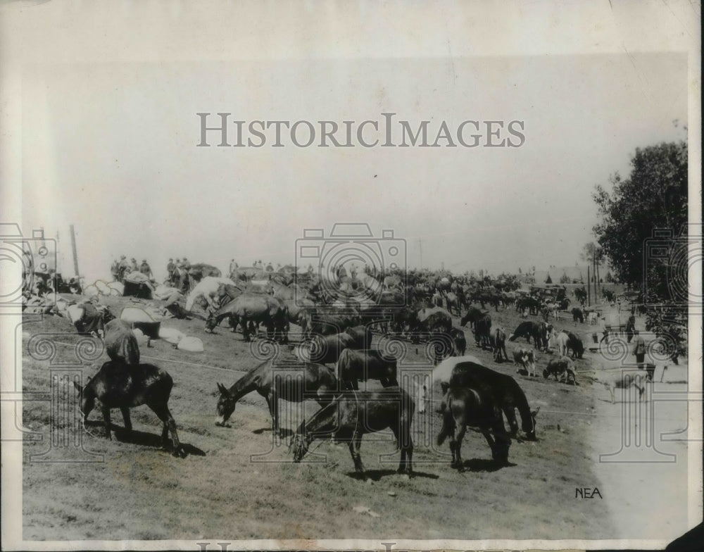 1927 Press Photo Livestock near floodwaters at Greenville, Miss - Historic Images
