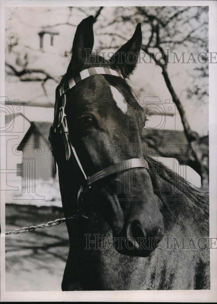 1935 Press Photo King George, black Colt by Traux at the Old Glory Sale in NY - Historic Images