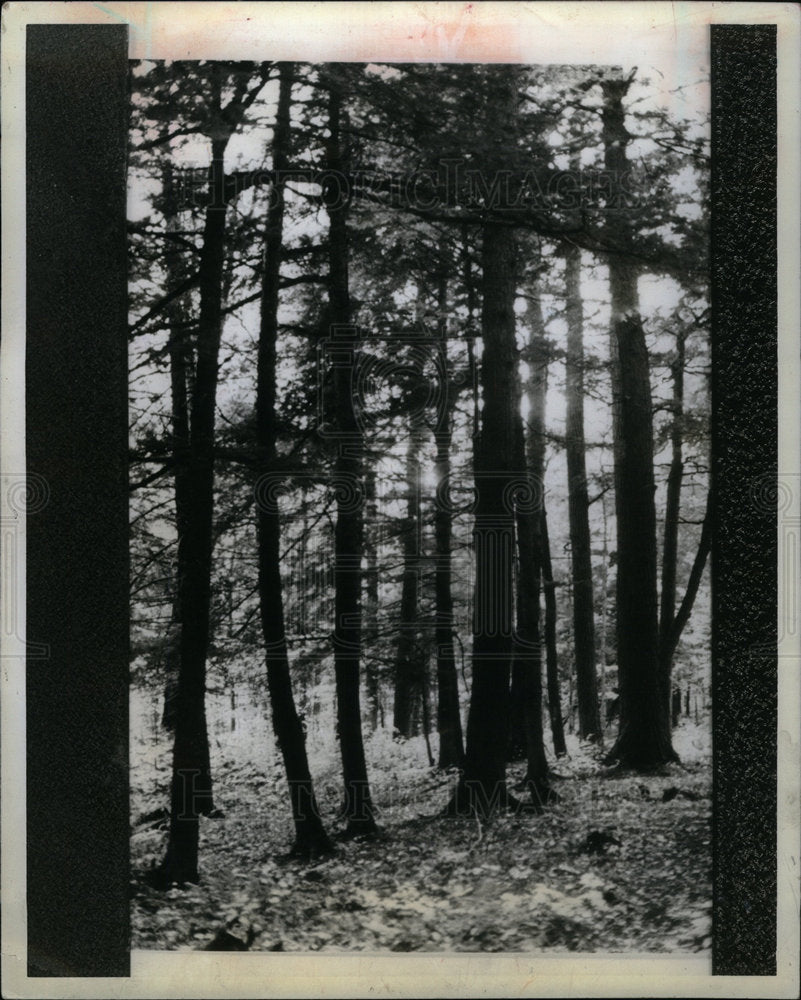 1982 Press Photo National Forest in Michigan - DFPD61425- Historic Images