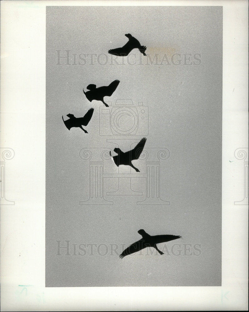 1986 Press Photo Geese flying Jack Miner Bird Sancruary - DFPD61735- Historic Images