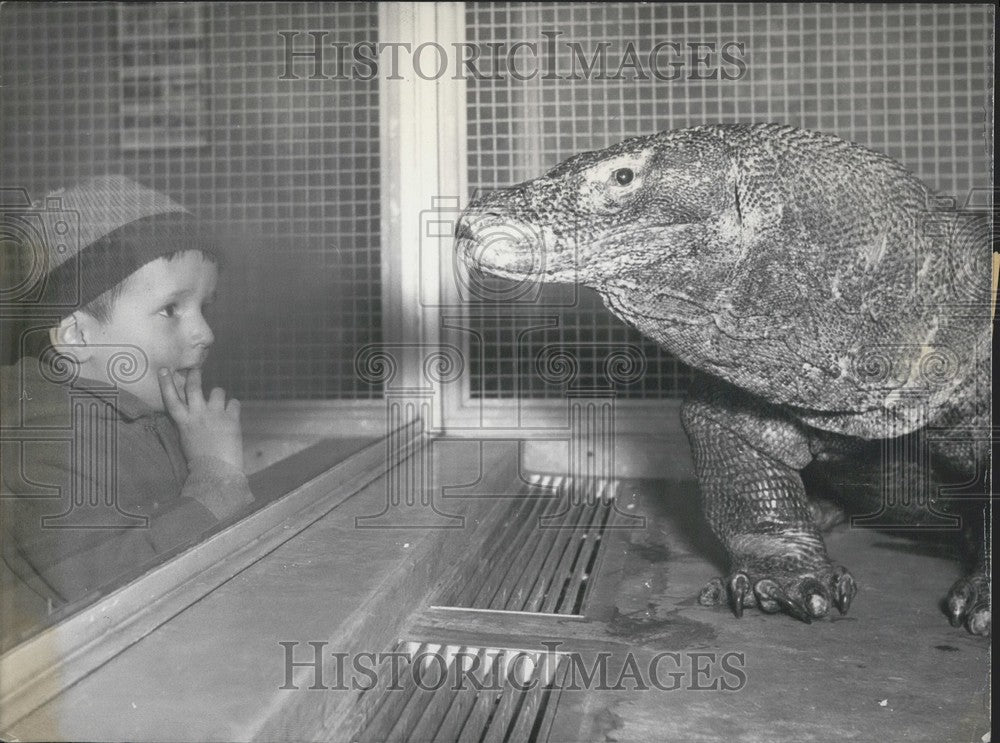 1959 Press Photo Komodo-Waran Frankfurt Zoo- Historic Images