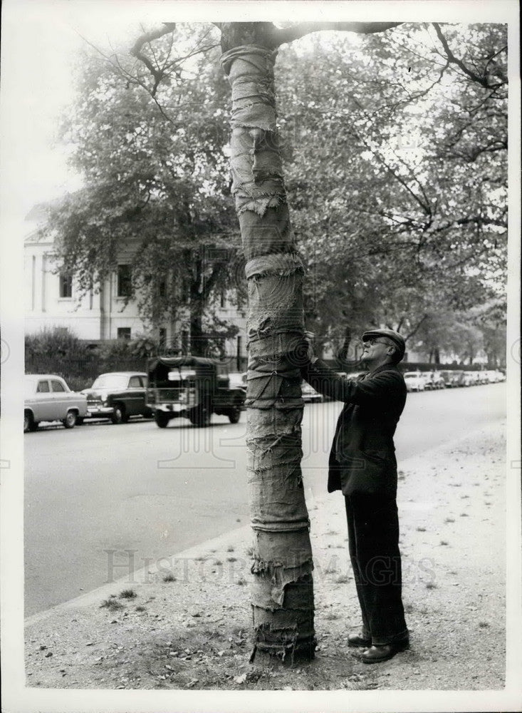 1957 Press Photo Norman Tree, Brideage Walk - KSB17957