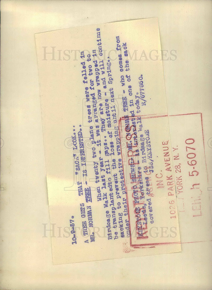 1957 Press Photo Norman Tree, Brideage Walk - KSB17957