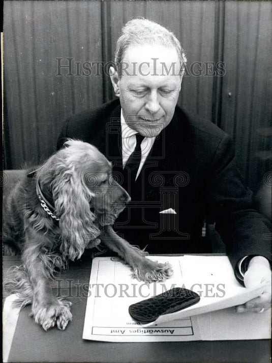 1966 Press Photo "Diplomat" Cockerspaniel Pummy. - KSB23063- Historic Images