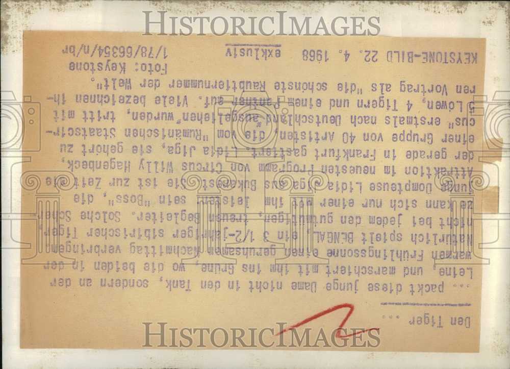 1968 Press Photo A young woman and a tiger - KSB28453