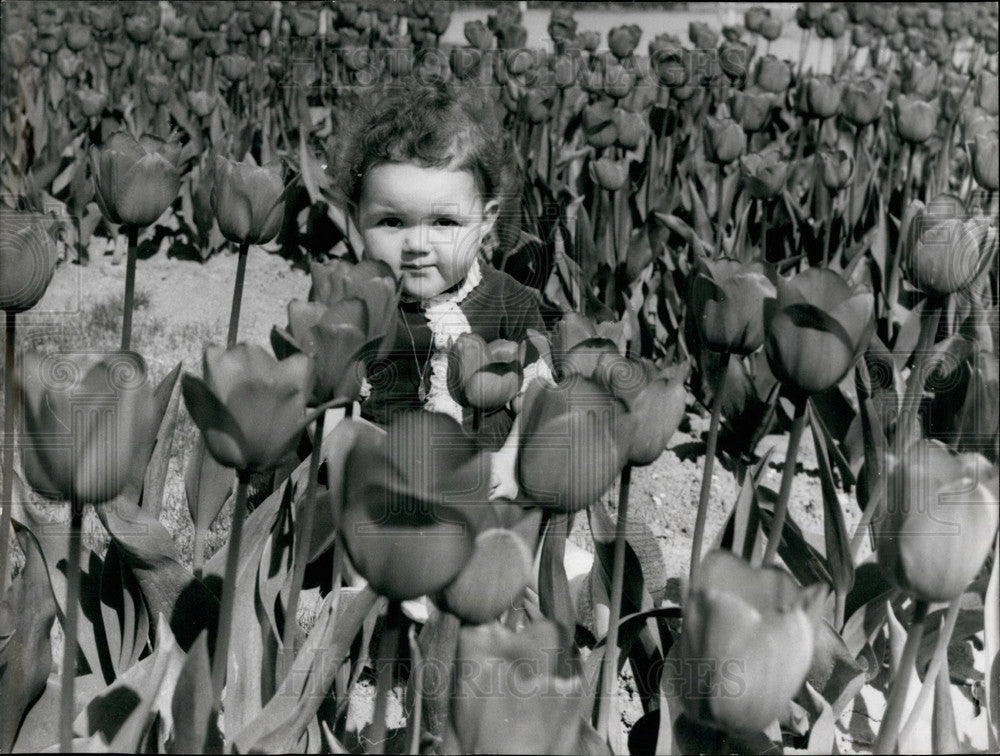1967 Press Photo Tulips in Full Bloom - KSB29937
