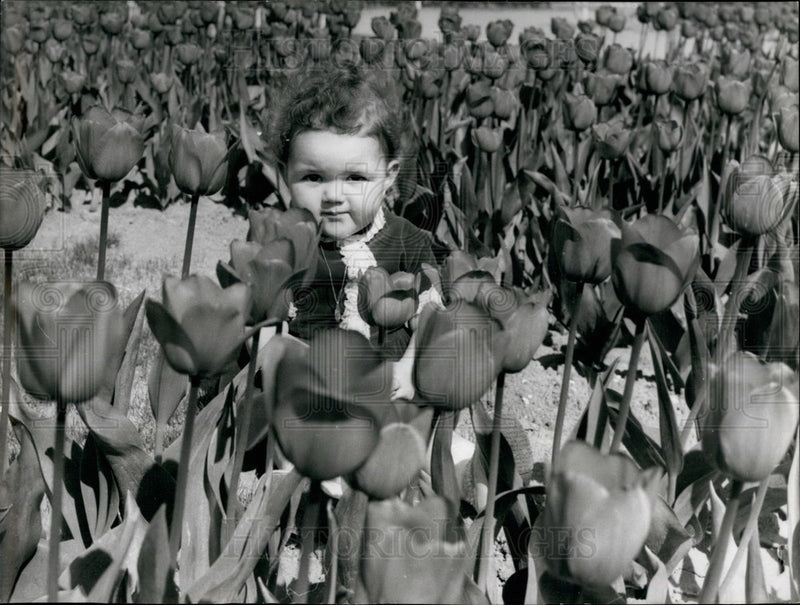 Load image into Gallery viewer, 1967 Press Photo Tulips in Full Bloom - KSB29937
