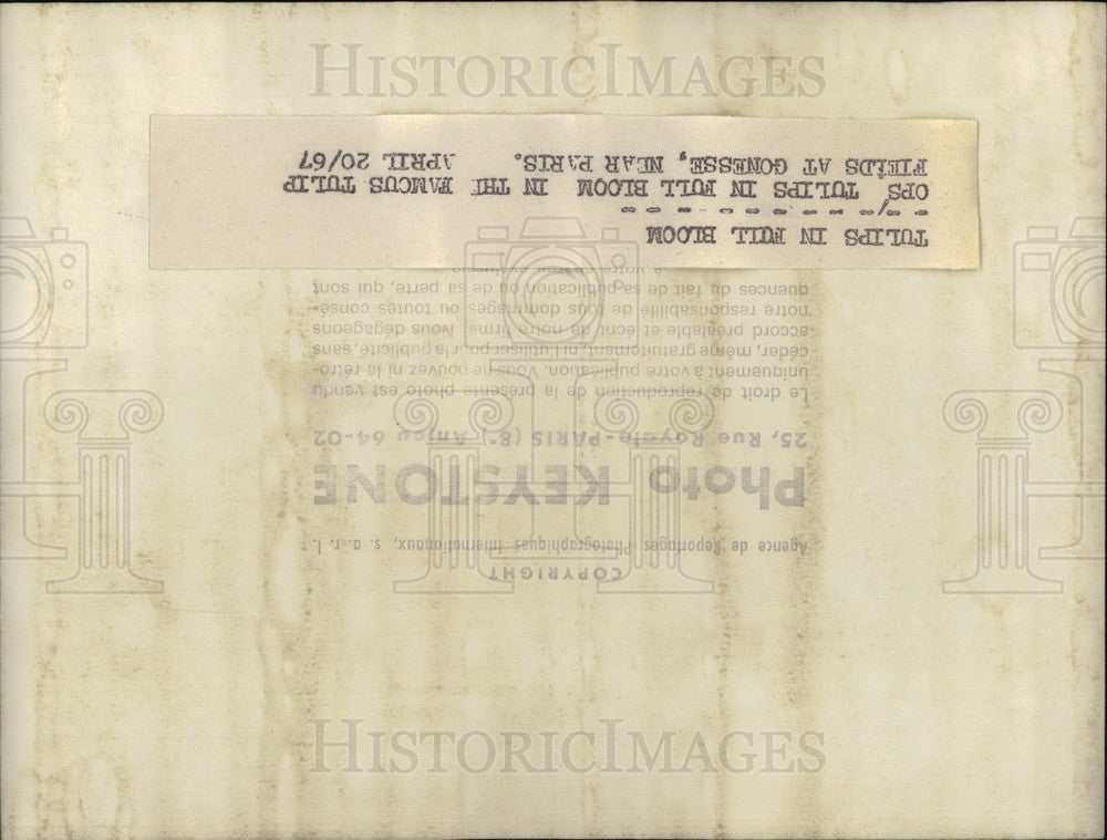 1967 Press Photo Tulips in Full Bloom - KSB29937