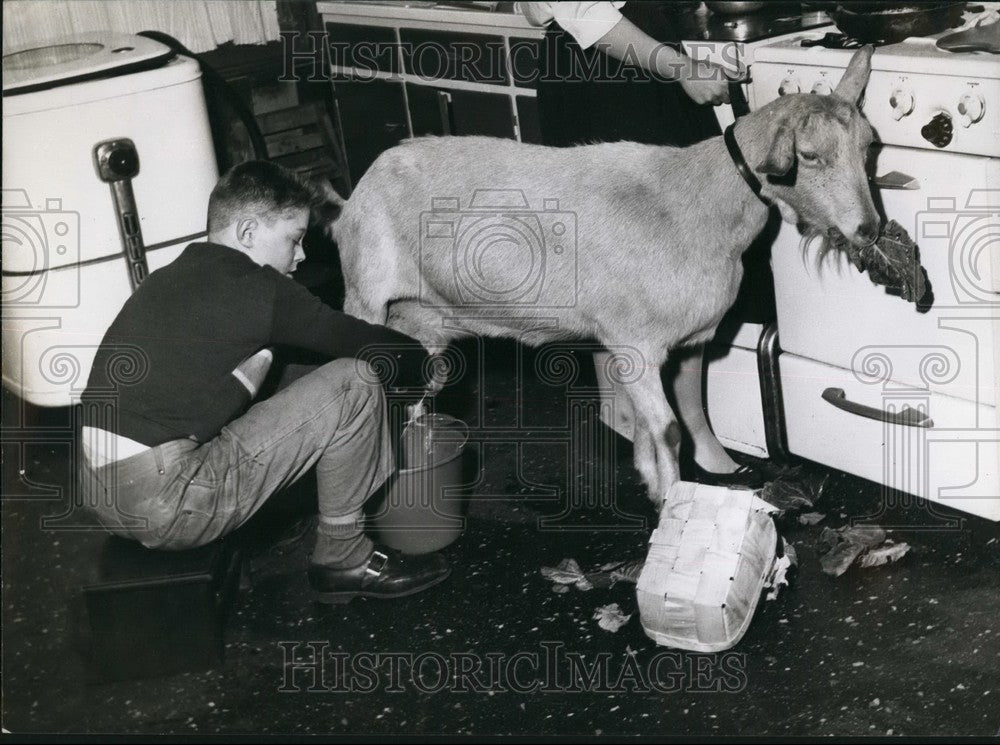 Press Photo Mortiboy's Farm Notting Hill Goat Milking - KSB57365