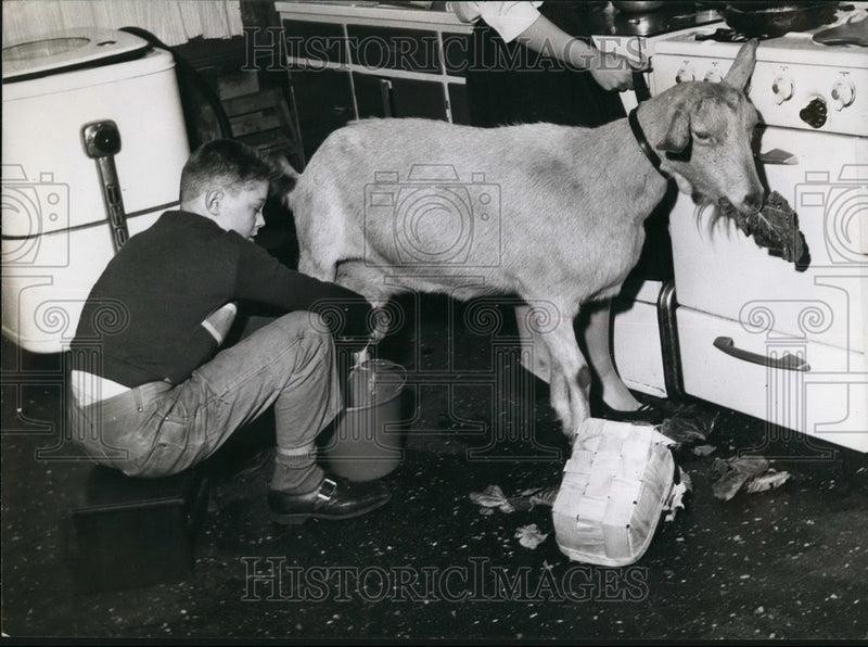 Load image into Gallery viewer, Press Photo Mortiboy's Farm Notting Hill Goat Milking - KSB57365
