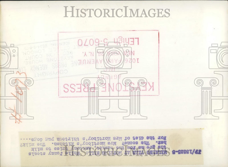 Load image into Gallery viewer, Press Photo Mortiboy's Farm Notting Hill Goat Milking - KSB57365

