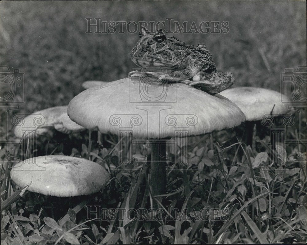 Press Photo A toad on a toadstool - KSB64387