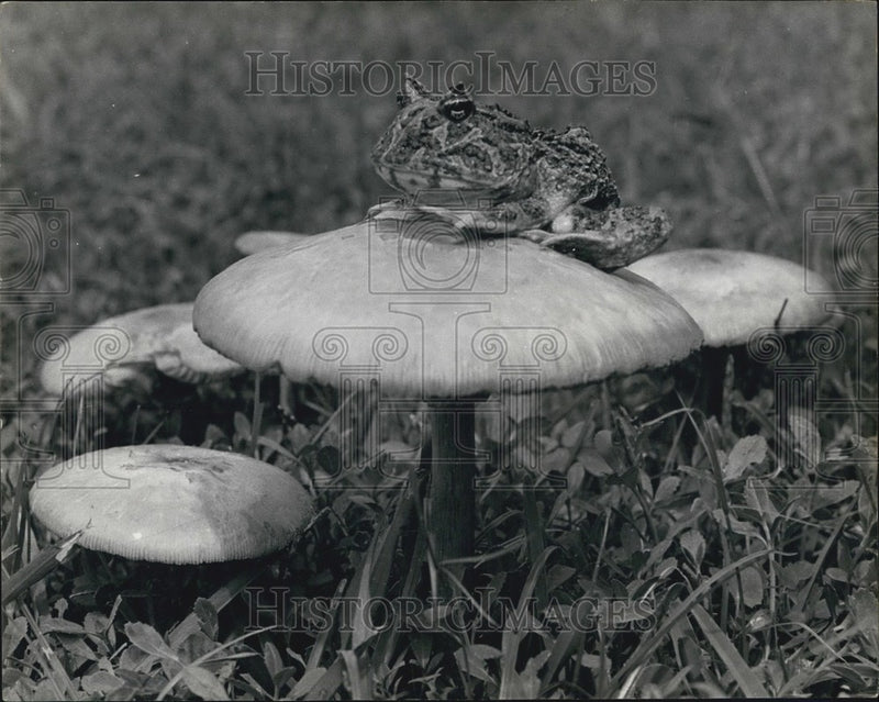 Load image into Gallery viewer, Press Photo A toad on a toadstool - KSB64387
