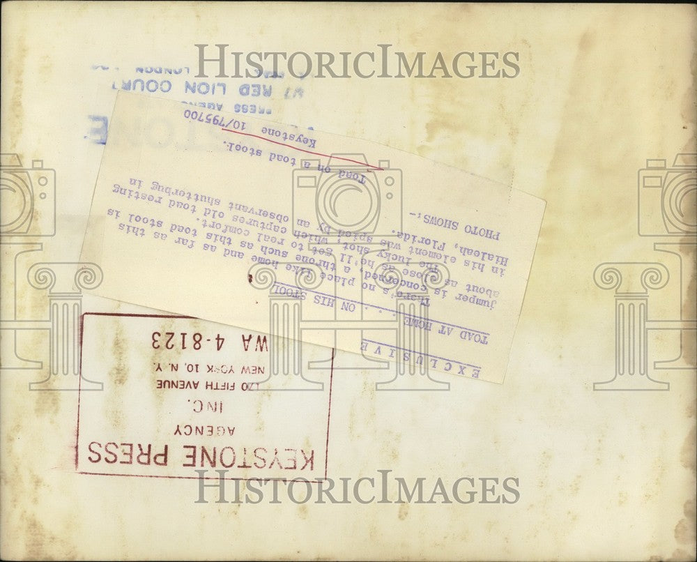 Press Photo A toad on a toadstool - KSB64387