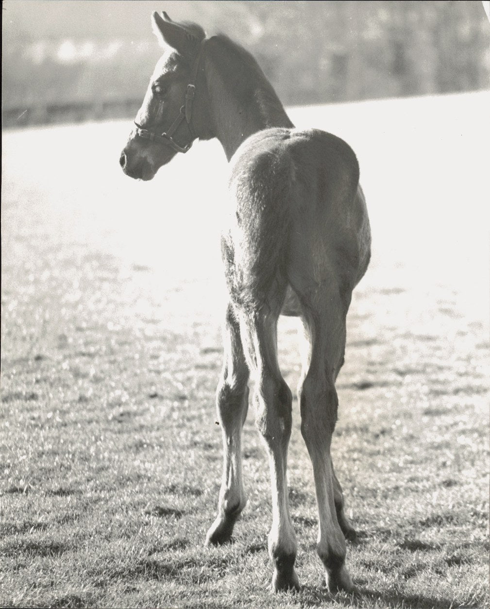 Press Photo Colt sired by "Brigadier Gerard" at Dunchurch Lodge Stud field, U.K.