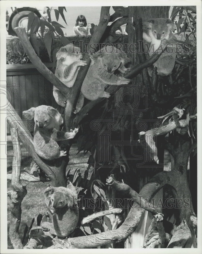 1981 Press Photo San Diego Zoo shows off the 7 Koalas from Australia- Historic Images