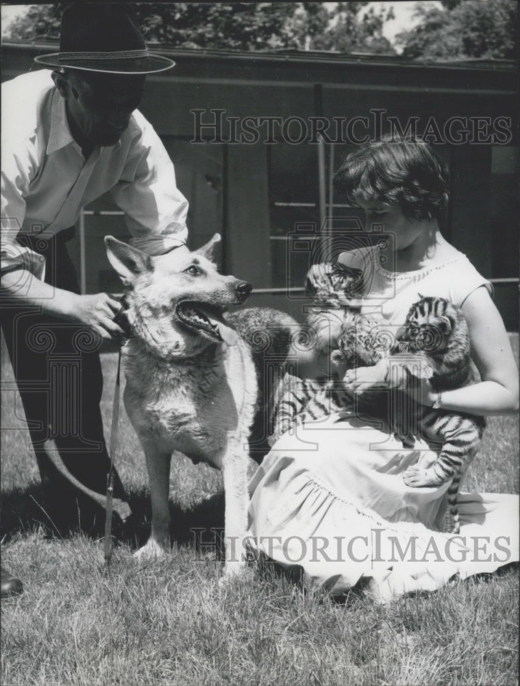 1958 Press Photo Heidi the dog watches over the newborn Tigers while mom recoups- Historic Images