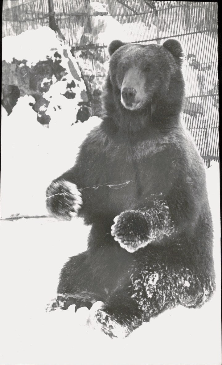 Load image into Gallery viewer, Press Photo Large bear "chilling" in snowy yard - KSC12879
