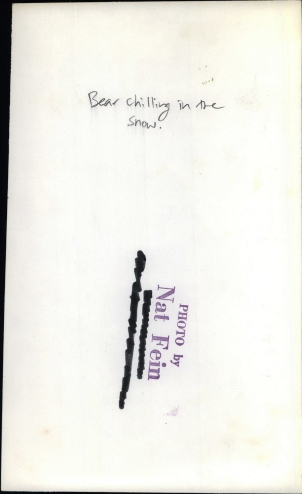 Press Photo Large bear "chilling" in snowy yard - KSC12879