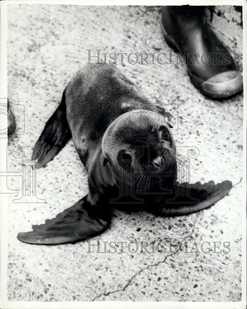 1963 Press Photo Ondine Sea Lion Pup Baby Born London Zoo Public Debut- Historic Images