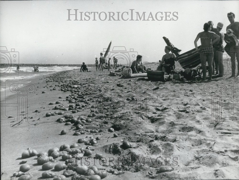 1969 Press Photo Tomatoes Canet Beach