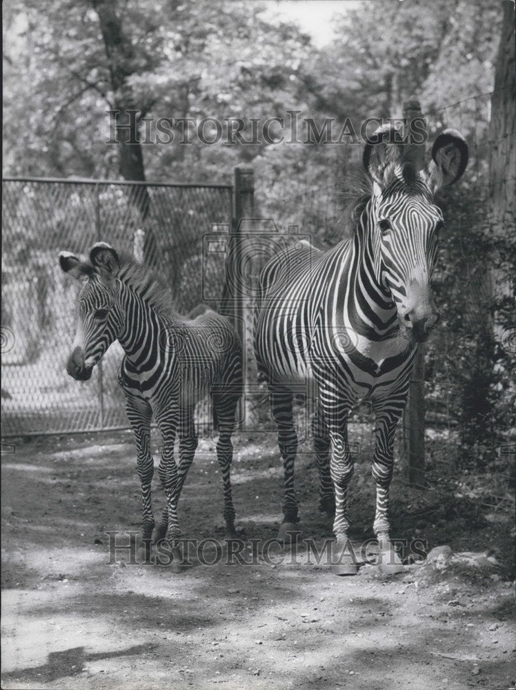 Load image into Gallery viewer, 1962 Press Photo Baby Zebra &amp; Mother Zoo de Vincennes Paris
