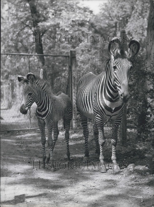 1962 Press Photo Baby Zebra & Mother Zoo de Vincennes Paris