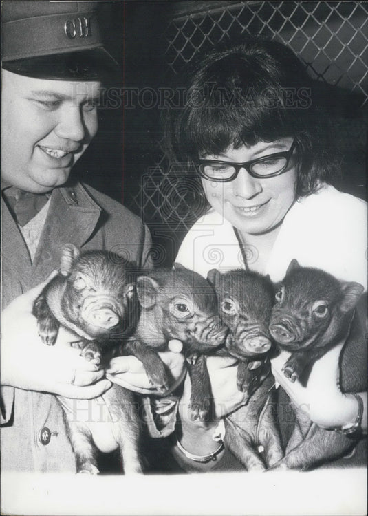 1967 Press Photo Vietnamese Piglets in Hamburg.