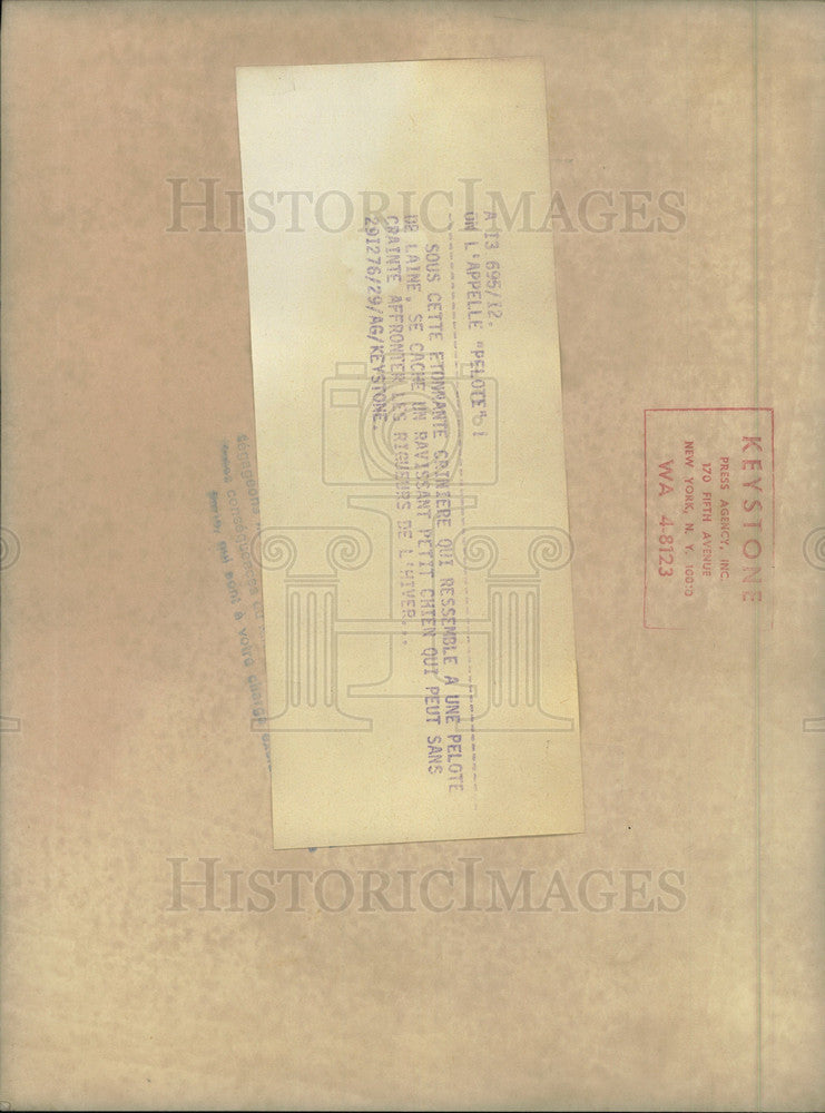 Load image into Gallery viewer, 1976 Press Photo Sheep Dog Whose Coat Is Ready for Winter
