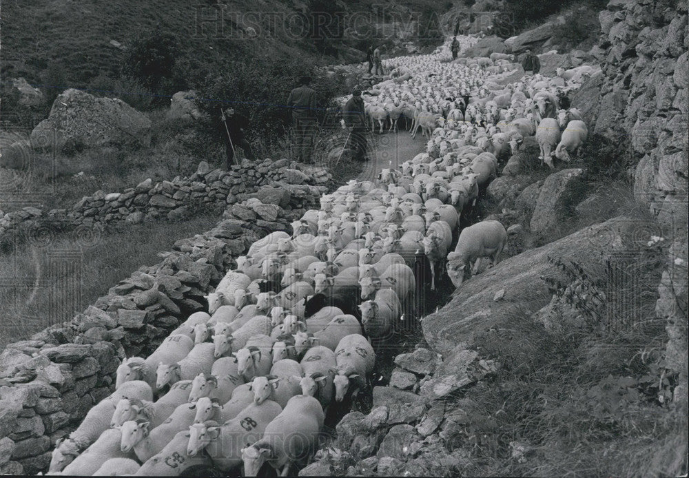 1969 Press Photo Returning the Sheep to Pasture
