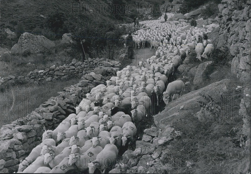 Load image into Gallery viewer, 1969 Press Photo Returning the Sheep to Pasture
