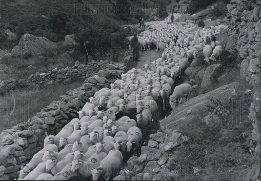 1969 Press Photo Returning the Sheep to Pasture