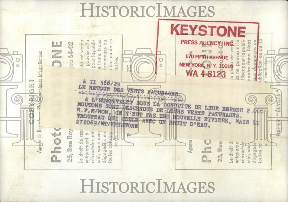 1969 Press Photo Returning the Sheep to Pasture