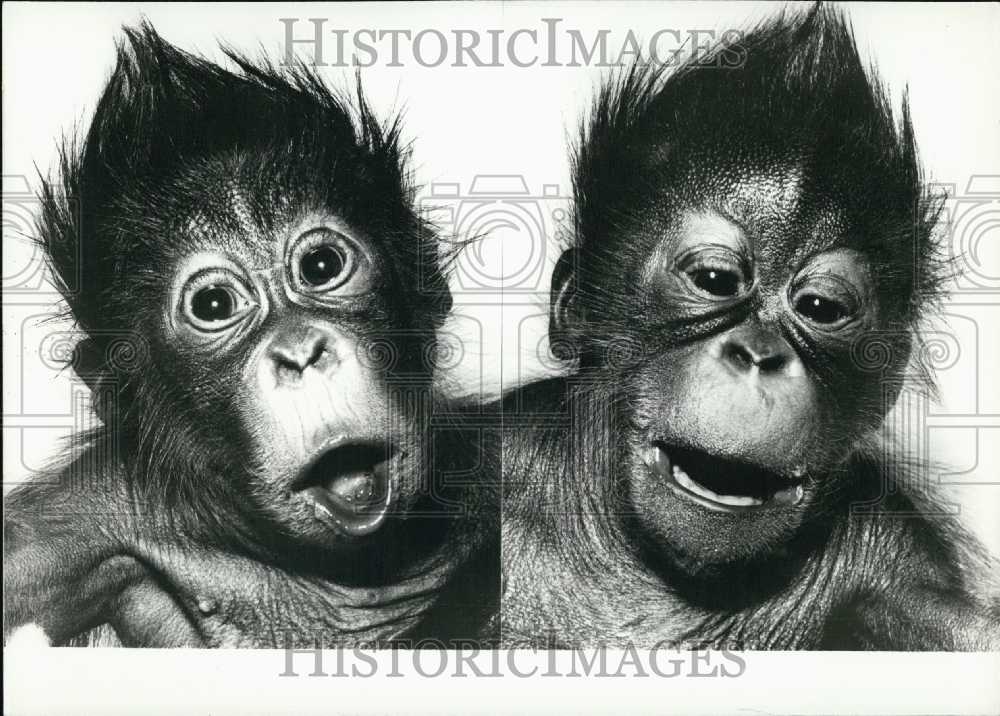1969 Press Photo Orangutan Twins Born in Hellabrunn Zoo. Hospital.