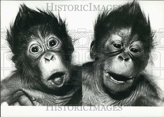 1969 Press Photo Orangutan Twins Born in Hellabrunn Zoo. Hospital.