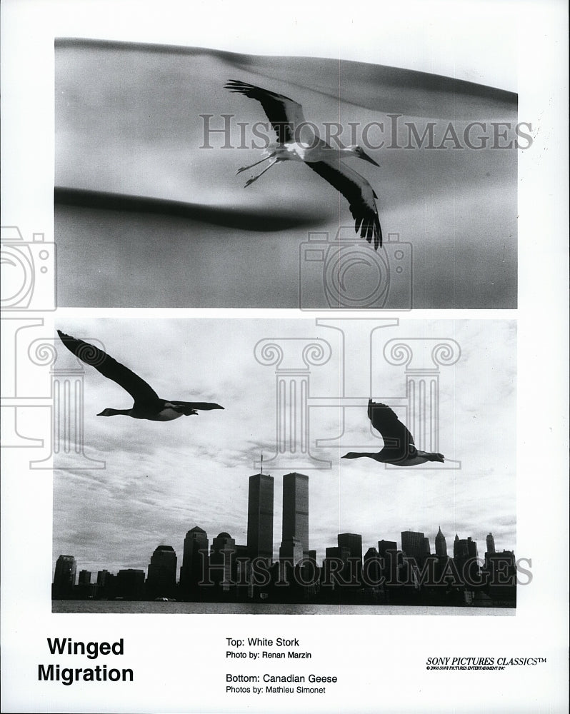 2003 Press Photo White Stork and Canadian Geese in &quot;Winged Migration&quot;- Historic Images