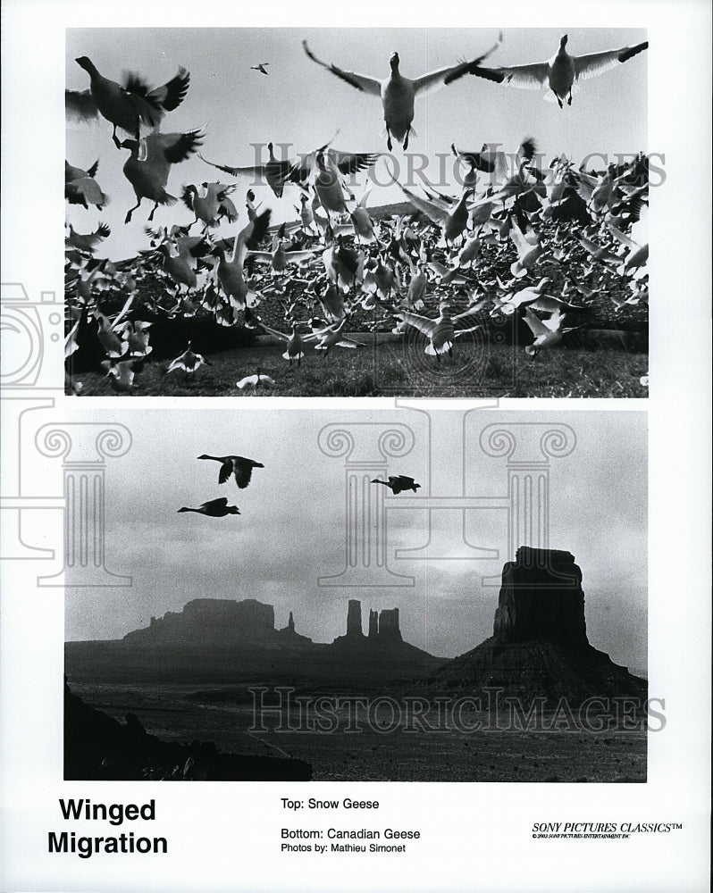 2003 Press Photo Snow and Canadian Geese in &quot;Winged Migration&quot;- Historic Images