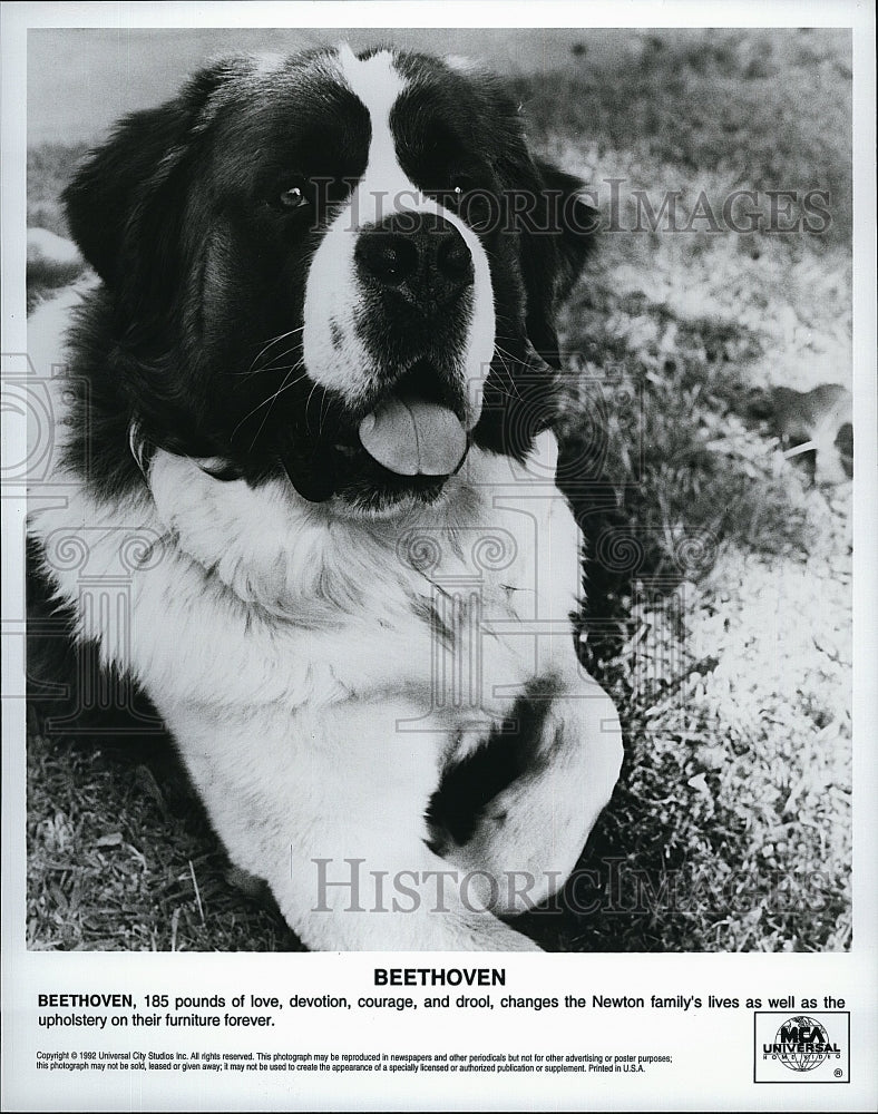 1992 Press Photo Fun loving 185 pound Beethoven from the Movie Beethoven- Historic Images